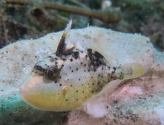 Pseudobalistes flavimarginatus