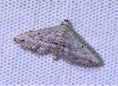 Araeopteron canescens