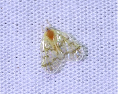 Saccharodite chrysonoe