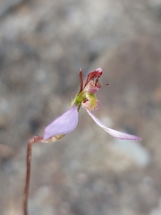 Eriochilus cucullatus