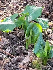 Arum maculatum