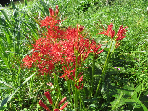 Lycoris radiata
