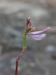 Eriochilus cucullatus