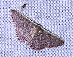 Idaea inversata