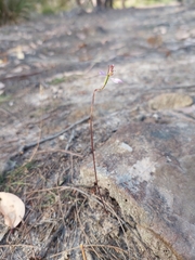 Eriochilus cucullatus