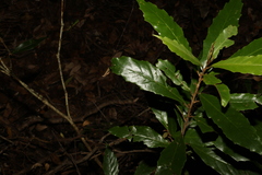 Argophyllum nullumense