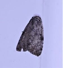 Barasa cymatistis