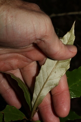 Argophyllum nullumense