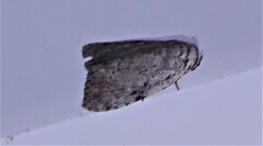 Barasa cymatistis