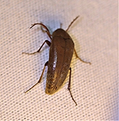 Ripiphoridae