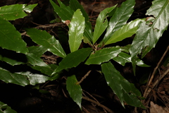 Argophyllum nullumense
