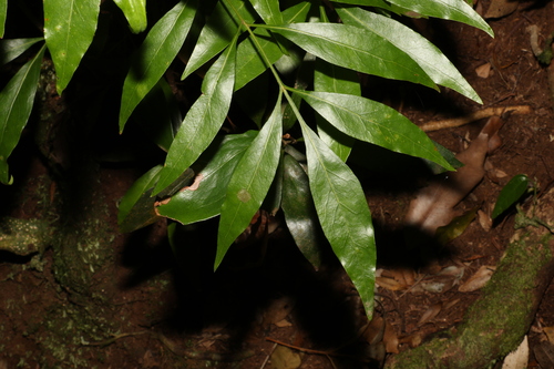 Alloxylon pinnatum (Alloxylon pinnatum)