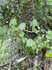 Dombeya tiliacea