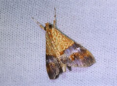 Tetracona amathealis