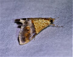 Tetracona amathealis