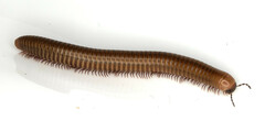 Pachyiulus cattarensis