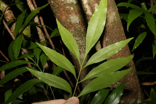 Image of Alloxylon pinnatum by (c) Greg Tasney, some rights reserved (CC BY-SA)