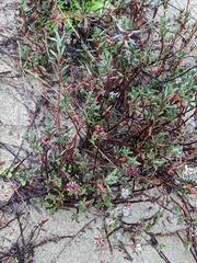 Polygonum paronychia