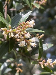 Leucopogon affinis