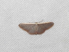 Idaea costaria