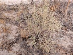 Haloxylon persicum