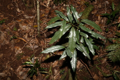 Beilschmiedia elliptica