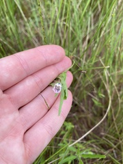 Monsonia