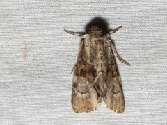 Epicyrtica leucostigma