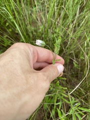 Monsonia