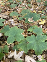 Hydrophyllum canadense