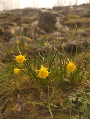 Narcissus bulbocodium
