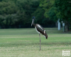 Ephippiorhynchus asiaticus