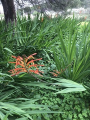 Chasmanthe floribunda