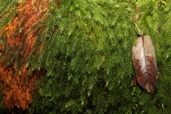 Pyrrhobryum spiniforme