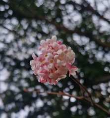 Viburnum farreri