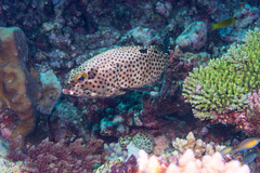 Epinephelus howlandi