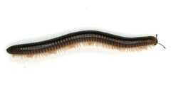 Pachyiulus flavipes