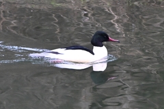 Mergus merganser merganser