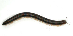 Pachyiulus flavipes
