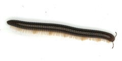 Pachyiulus flavipes