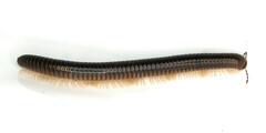 Pachyiulus flavipes