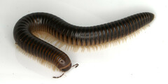 Pachyiulus flavipes