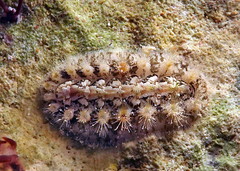 Acanthochitona bednalli