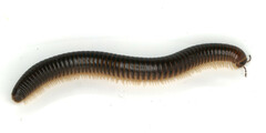 Pachyiulus flavipes