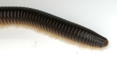 Pachyiulus flavipes