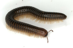 Pachyiulus flavipes