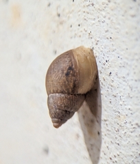 Bulimulus tenuissimus