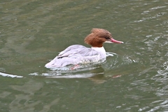 Mergus merganser merganser