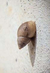 Bulimulus tenuissimus