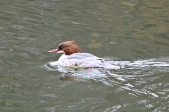 Mergus merganser merganser